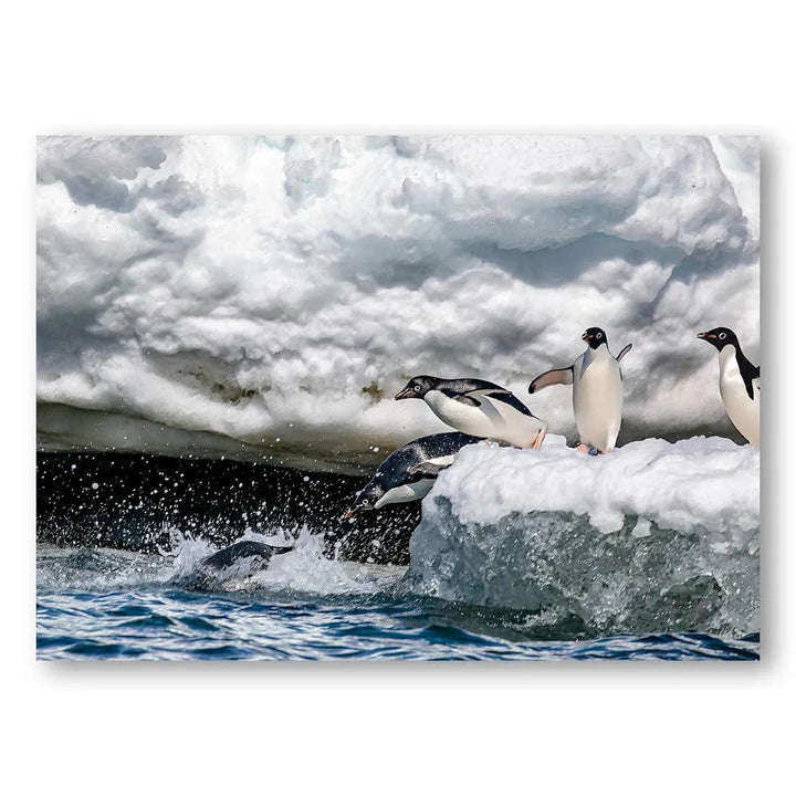 Penguin Plunge Photo Print