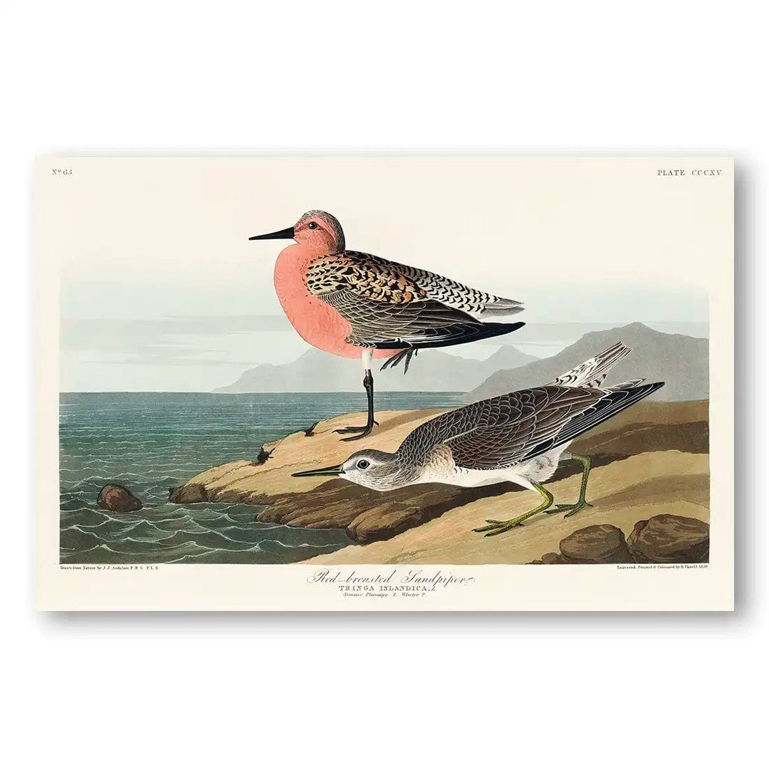 Red-breasted Sandpipers by John James Audubon Art Print