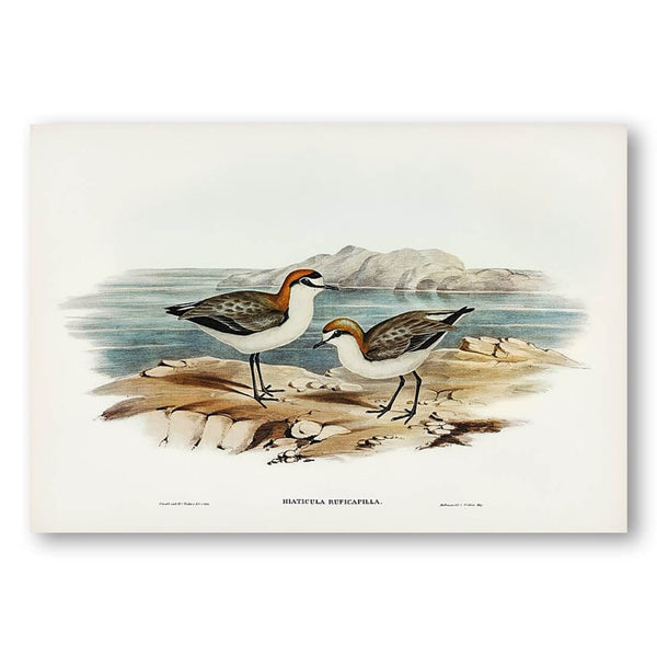 Red-capped Dotterel by Elizabeth Gould Art Print