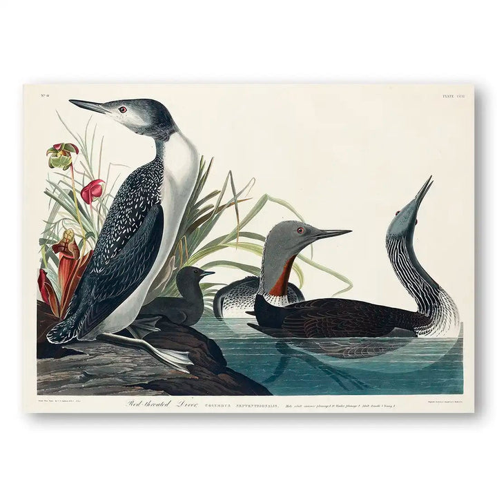 Red-throated Divers by John James Audubon Art Print