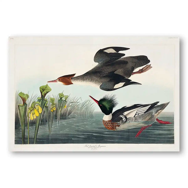 Red Breasted Mergansers by John James Audubon Art Print