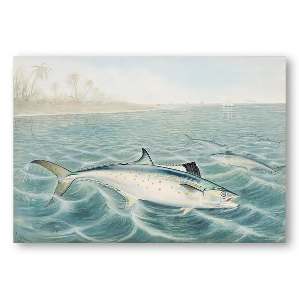 Red Drum By Samuel Kilbourne Fish Art Print