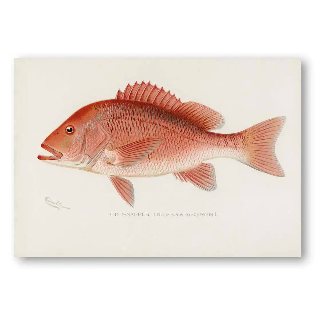 Red Snapper Vintage Fish Art Print (Portrait) | Custom Sizes, Fine Art ...