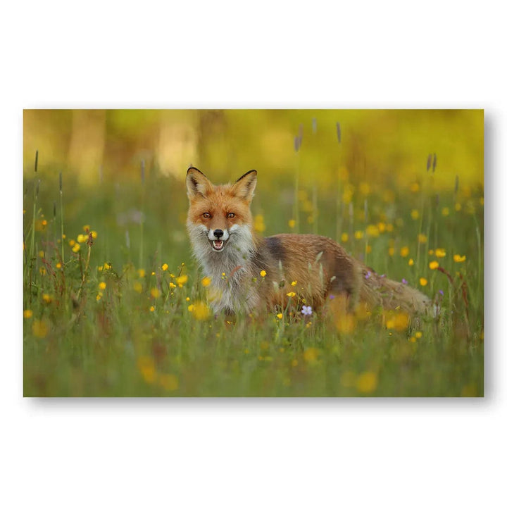 Fox Meadow Bliss Photo Print