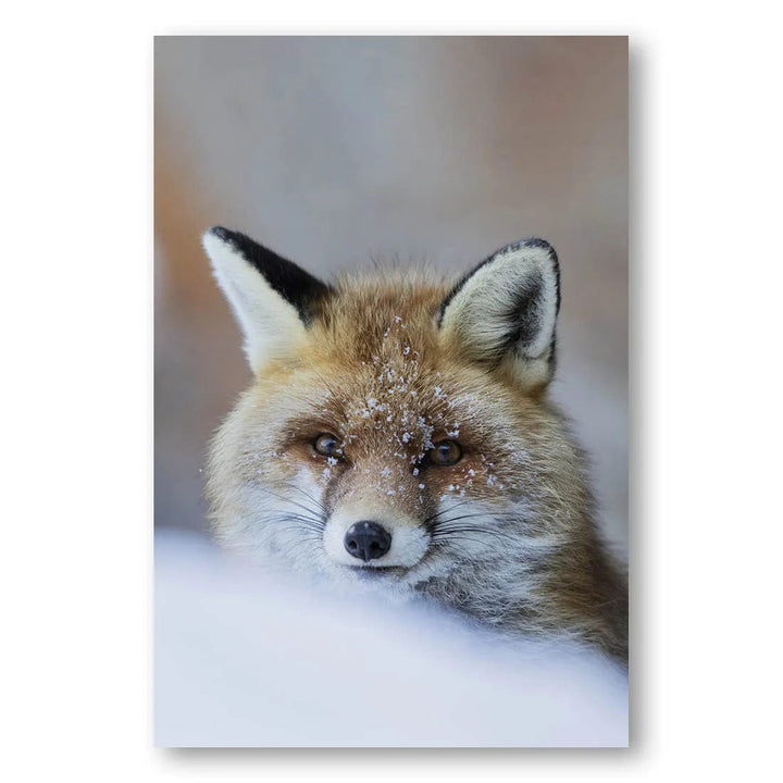 Snowy Red Fox Photo Print