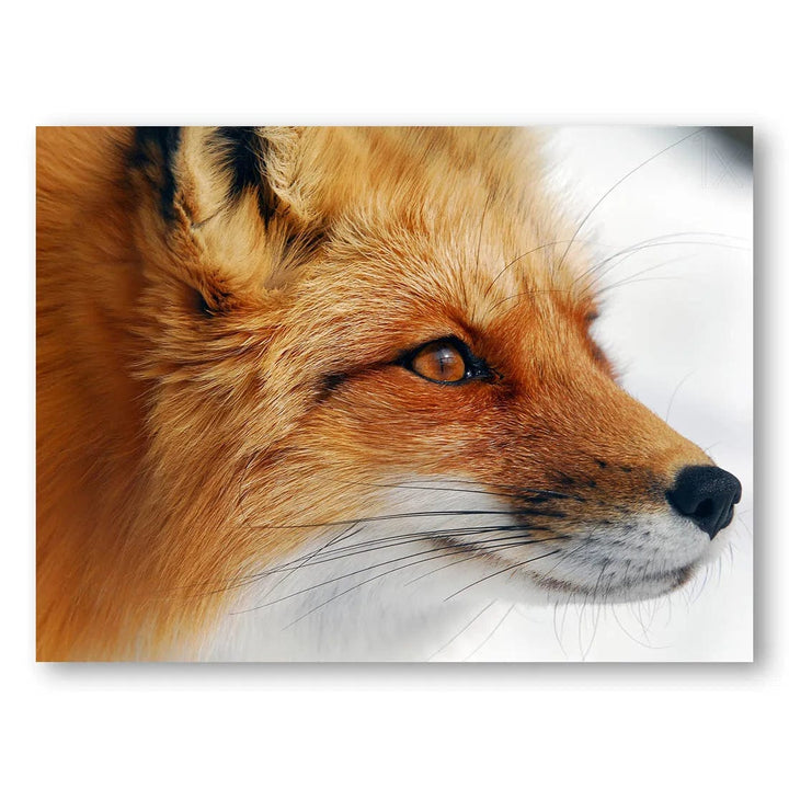 Crimson Gaze Fox Photo Print