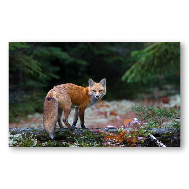 Algonquin Red Fox Serenity Photo Print