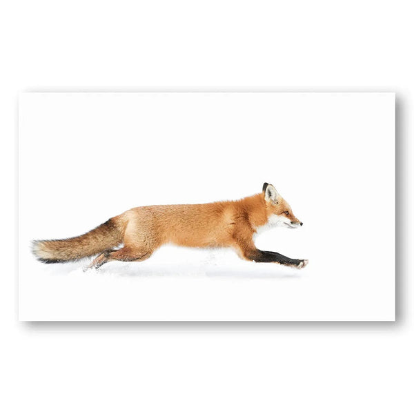 Algonquin Running Red Fox Photo Print