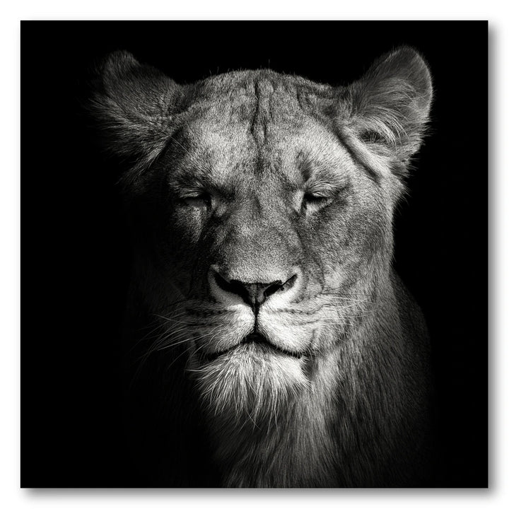 Regal Lioness Portrait Photo Print