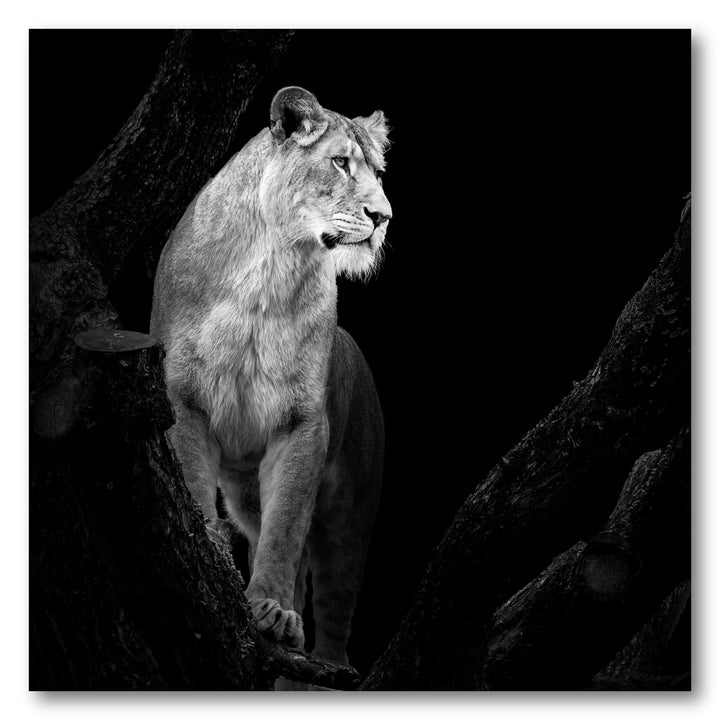 Regal Lioness on Branch Photo Print
