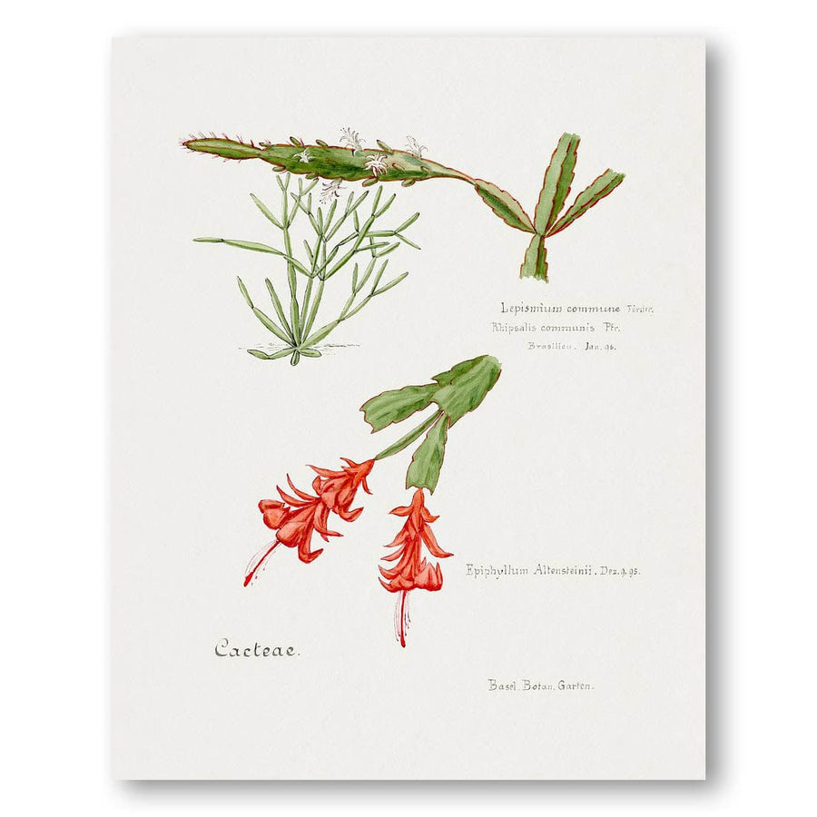 Rhipsalis Art Print