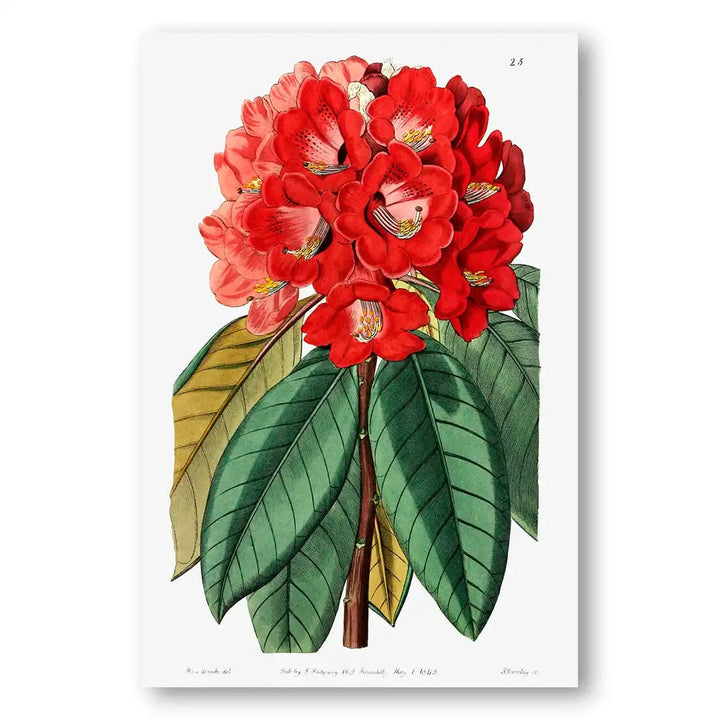 Rollisson's Rhododendron Art Print