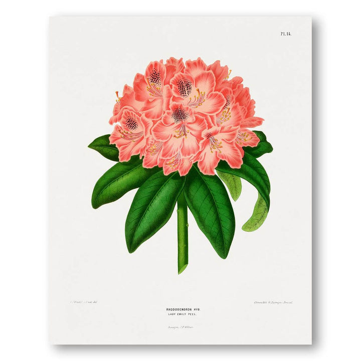 Rhododendron Lady Emily Peel by Wendel Art Print