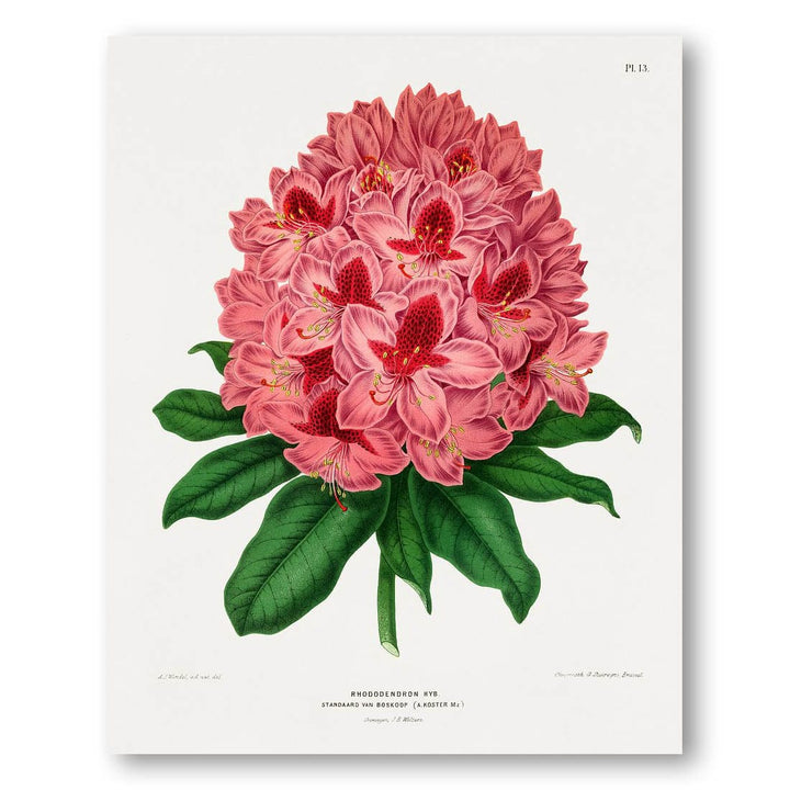 Rhododendron by Wendel Art Print