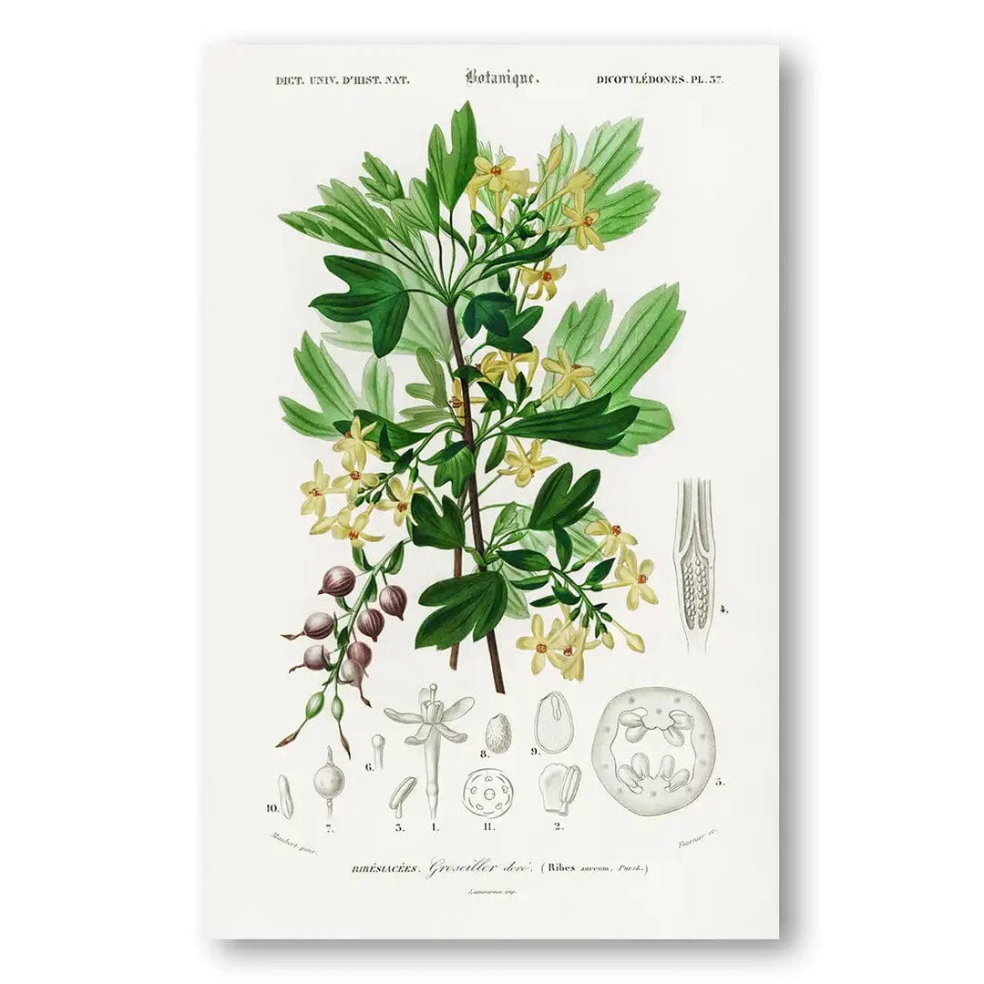 Ribes Aureum Botanical Art Print
