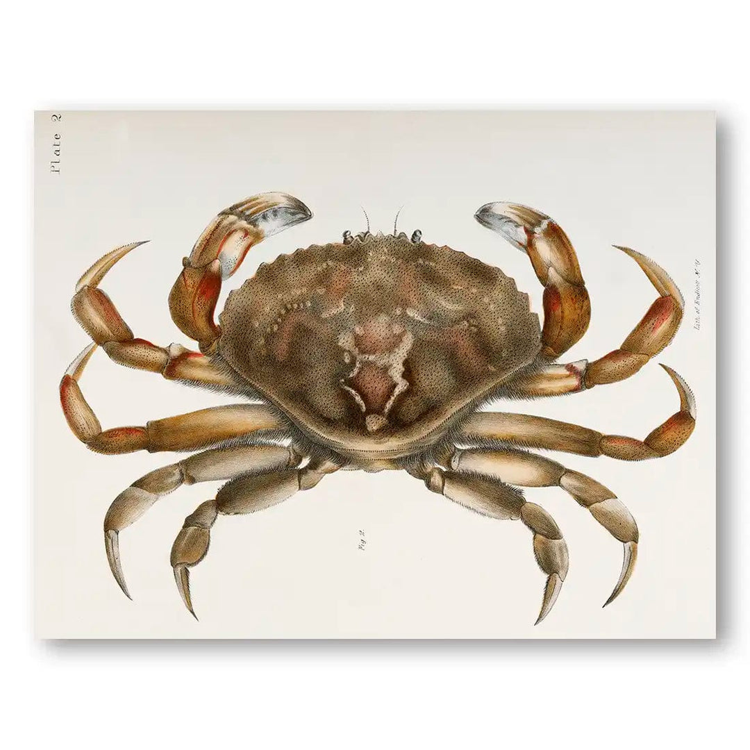 Rock Crab Illustration Coastal Art Print