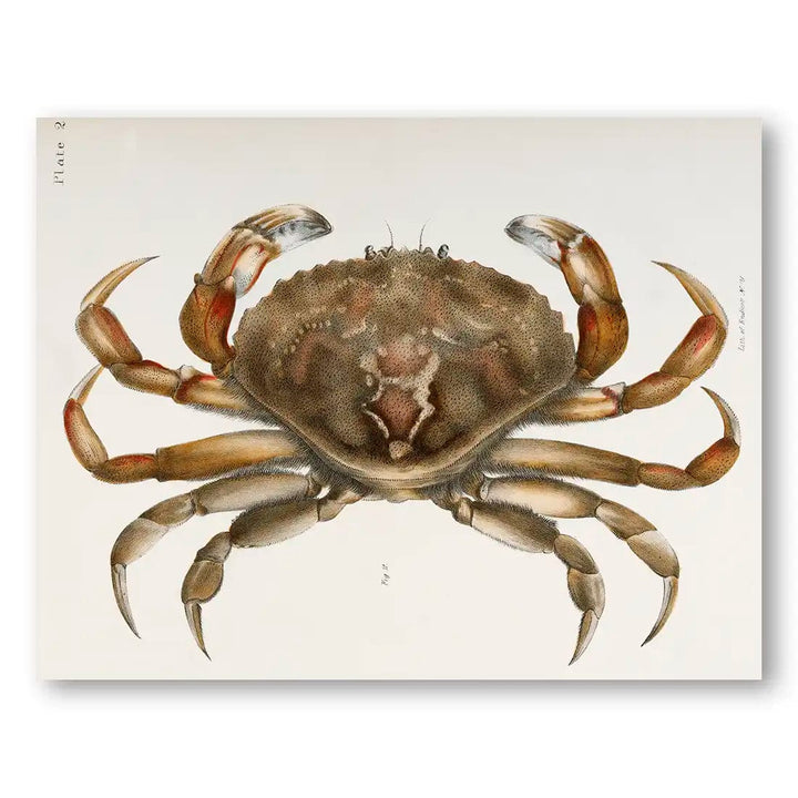 Rock Crab Illustration Coastal Art Print