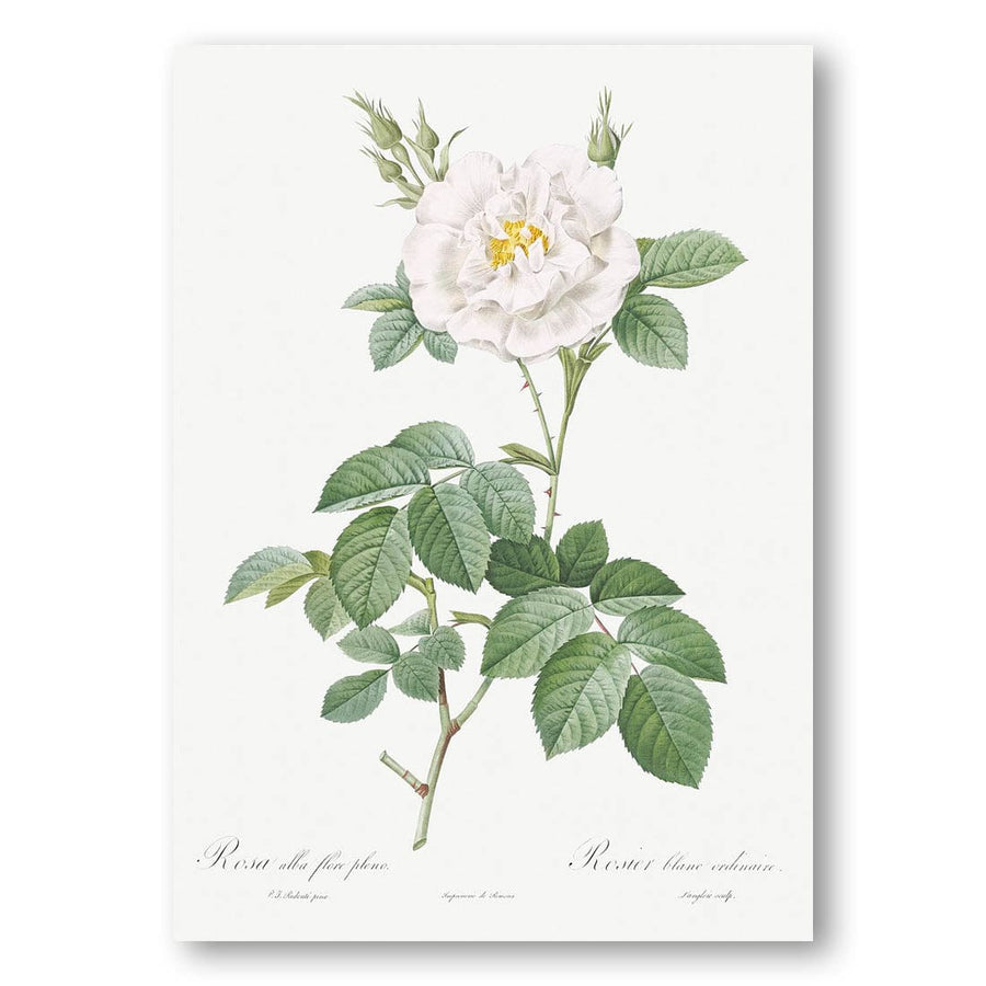 Ordinary White Rose by Pierre-Joseph Redouté Art Print