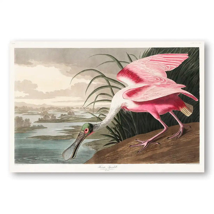 Roseate Spoonbill by John James Audubon Art Print