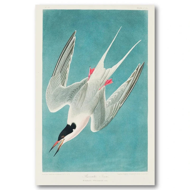 Roseate Tern 1827 Art Print