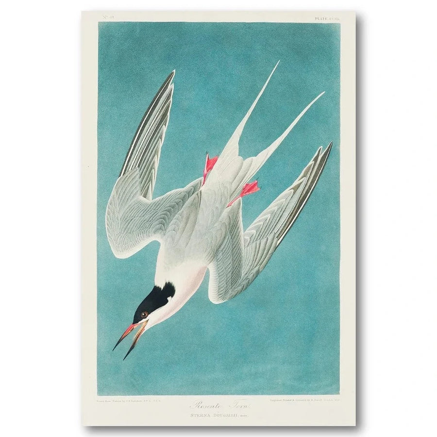Roseate Tern 1827 Art Print