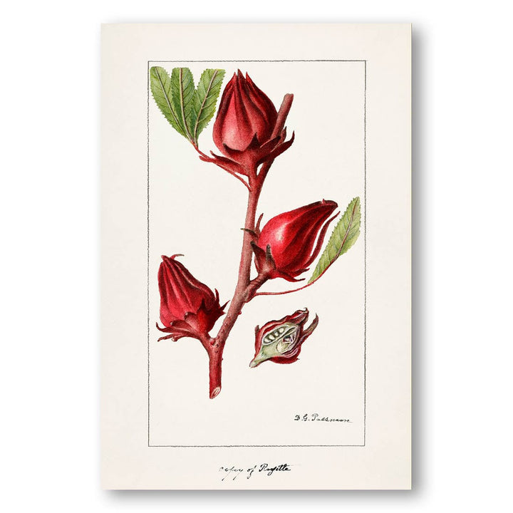 Roselle by Deborah Griscom Passmore Art Print