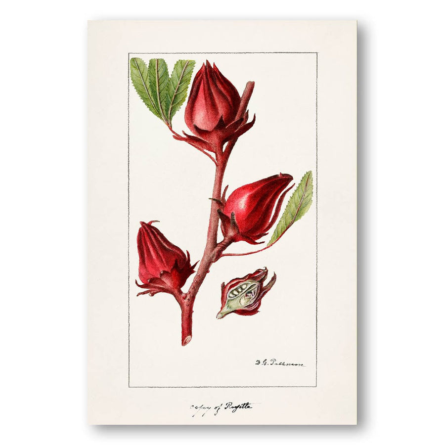 Roselle by Deborah Griscom Passmore Art Print