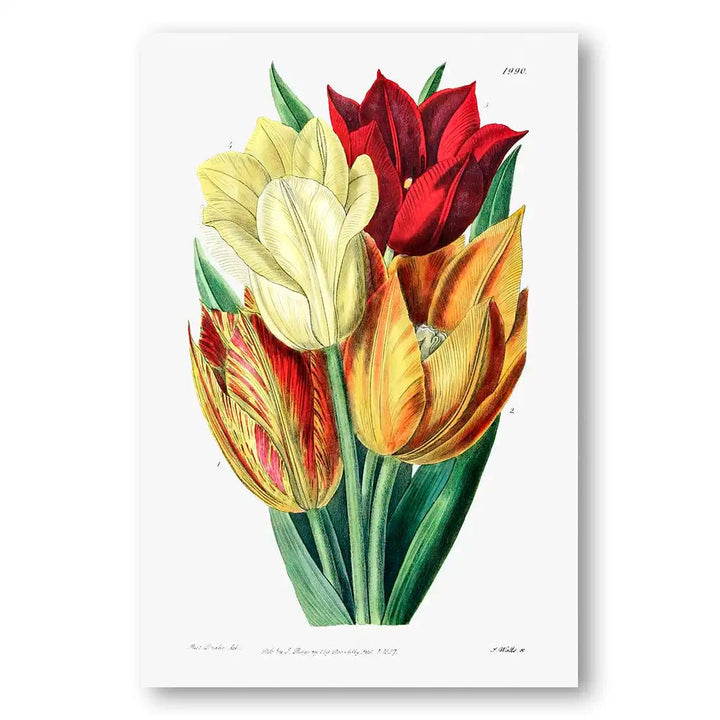 Rough-Stemmed Tulip Trio Art Print