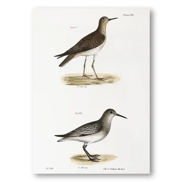 Ruff & Sandpiper Birds Coastal Vintage Art Print