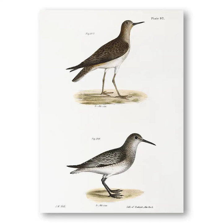 Ruff & Sandpiper Birds Coastal Vintage Art Print