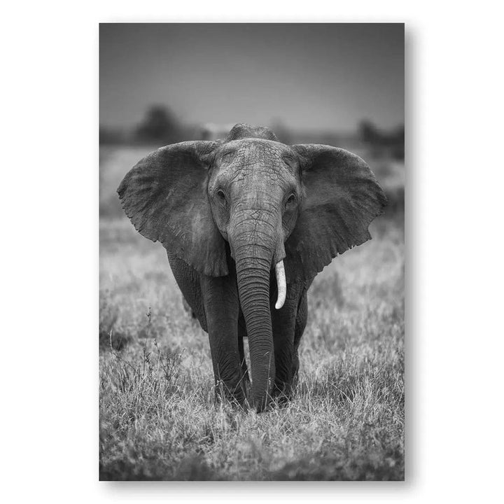 Elephant Singularity Photo Print