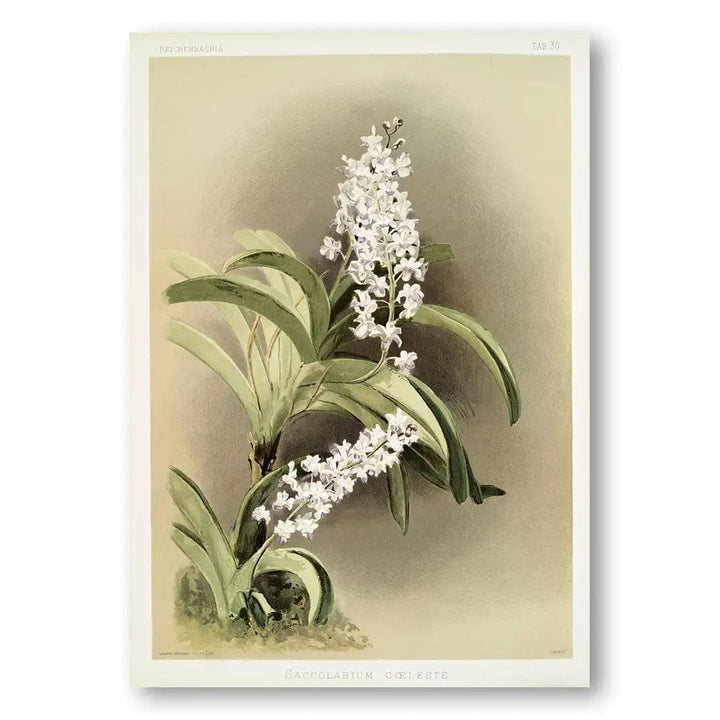 Saccolabium Coeleste Orchid Art Print