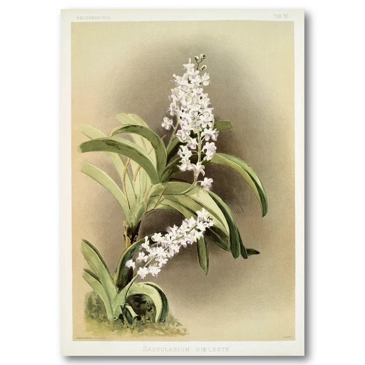 White Orchid Art Print