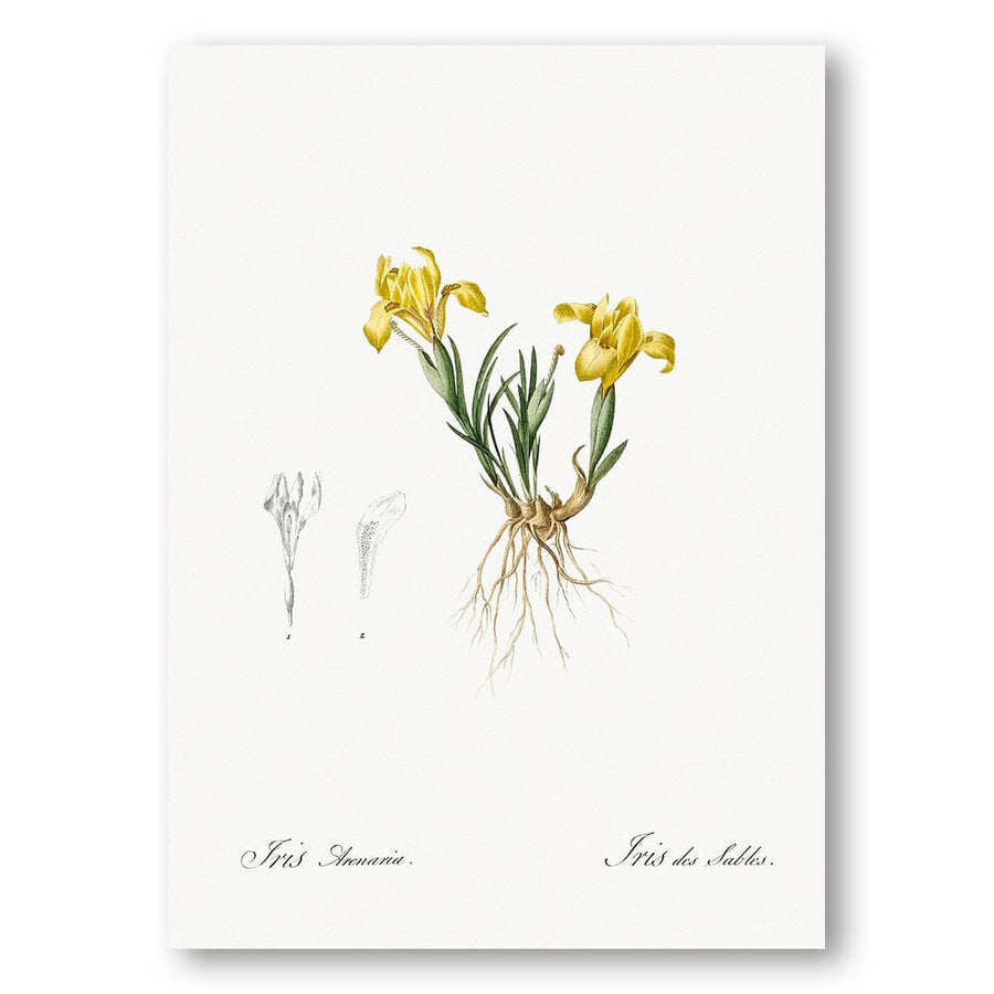 Sand Iris by Pierre Joseph Redouté Art Print