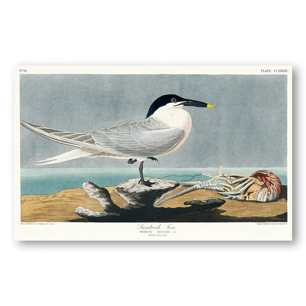 Sandwich Tern by John James Audubon Art Print