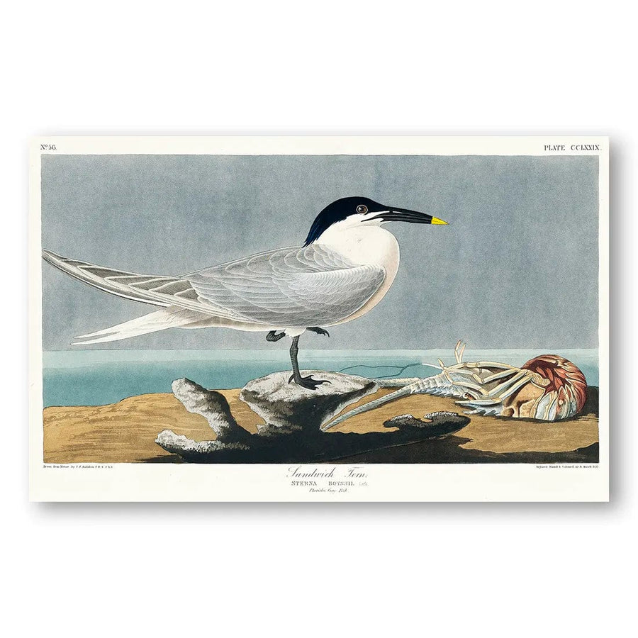 Sandwich Tern by John James Audubon Art Print