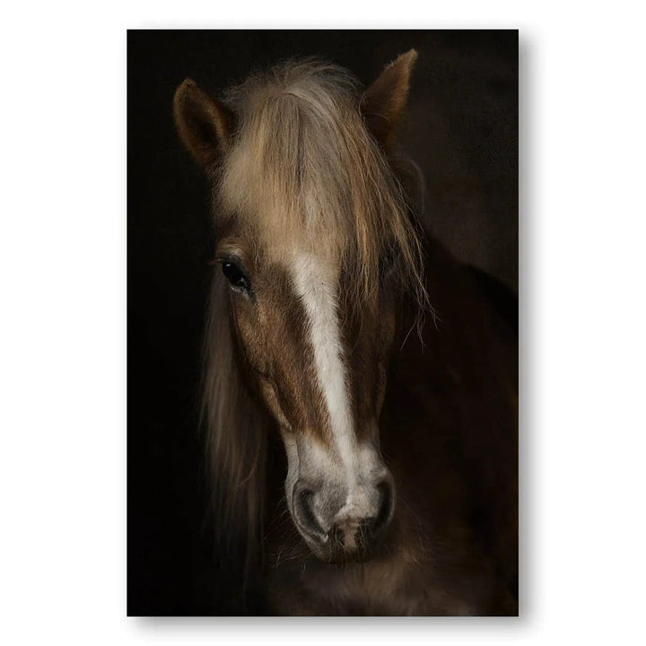 Equine Sapience Photo Print