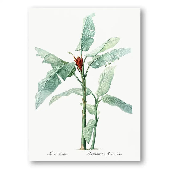 Scarlet Banana Vintage Art Print