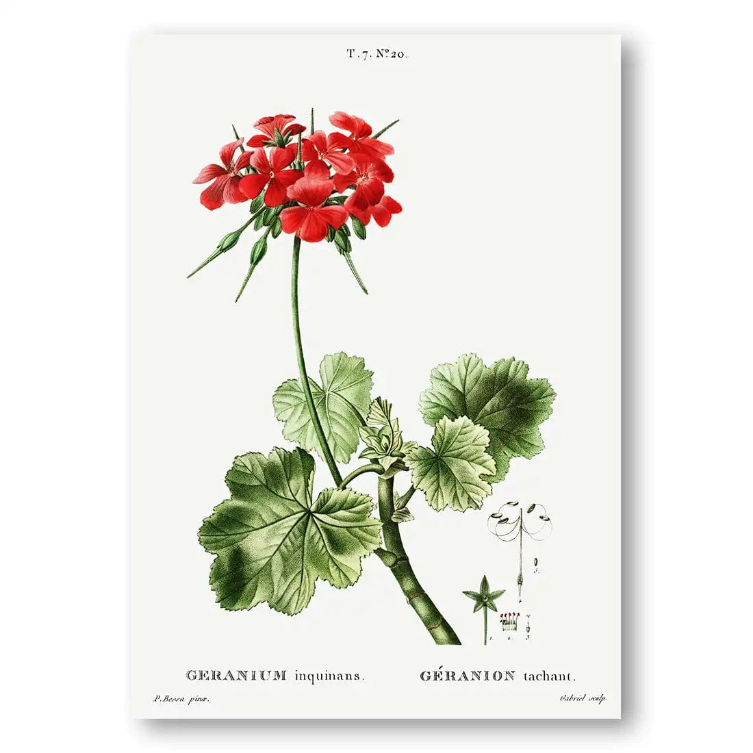 Scarlet Geranium Botanical Art Print (Portrait) | Custom Sizes, Fine ...