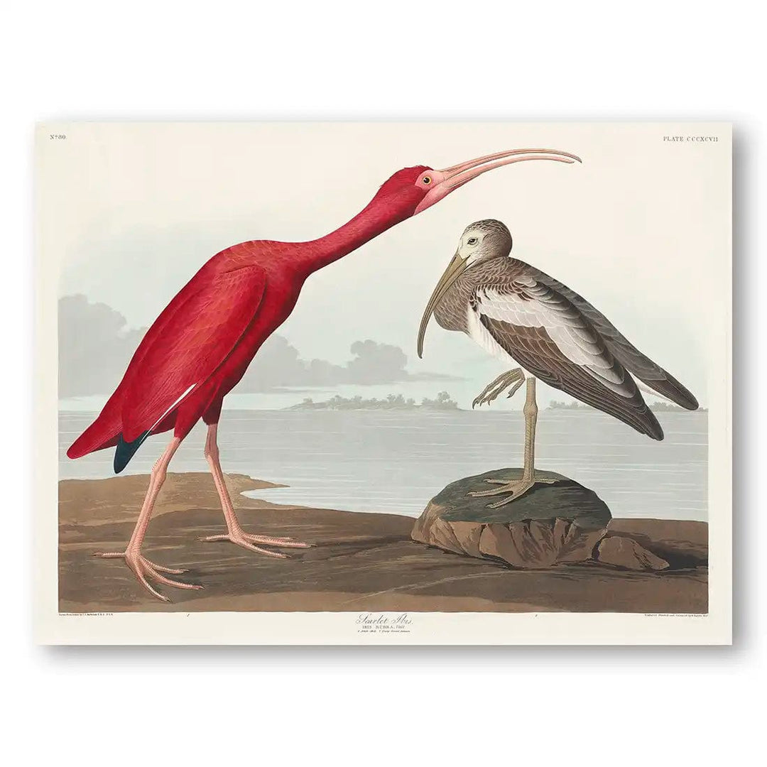 Scarlet Ibis by John James Audubon Art Print