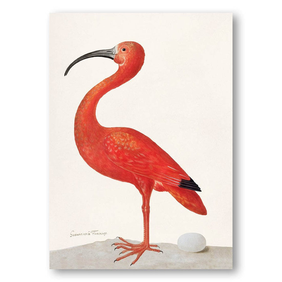 Scarlet Ibis with Egg by Maria Sibylla Merian Art Print