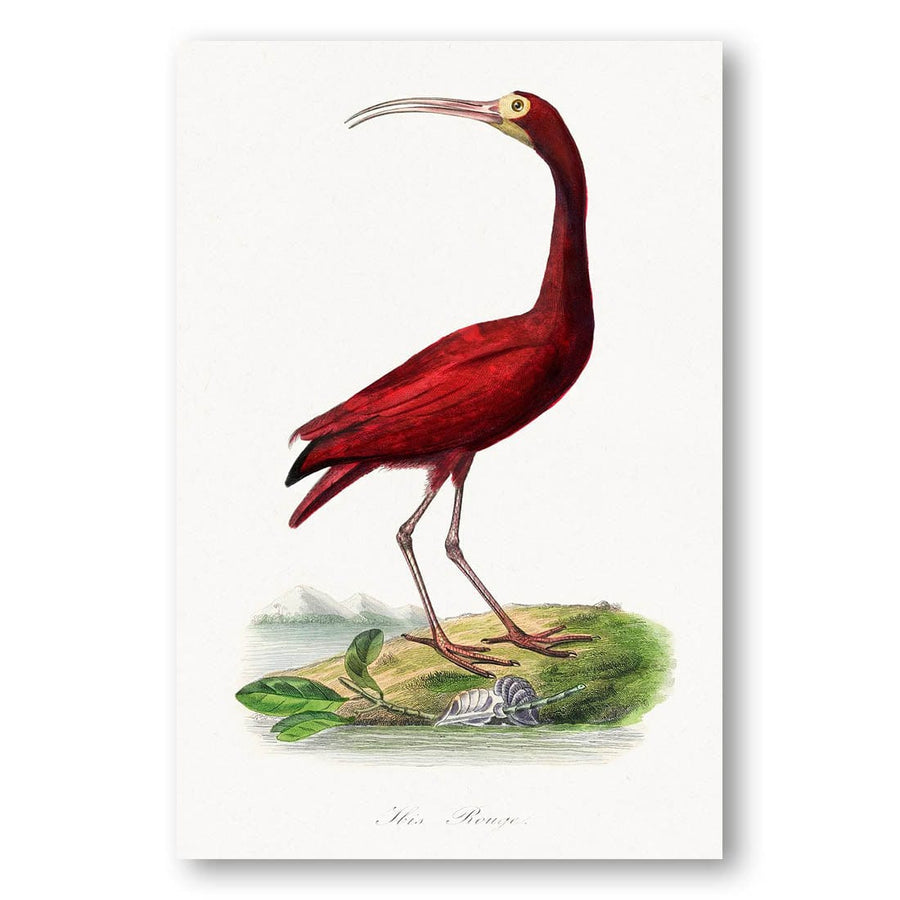 Scarlet Ibis by Paul Gervais Art Print