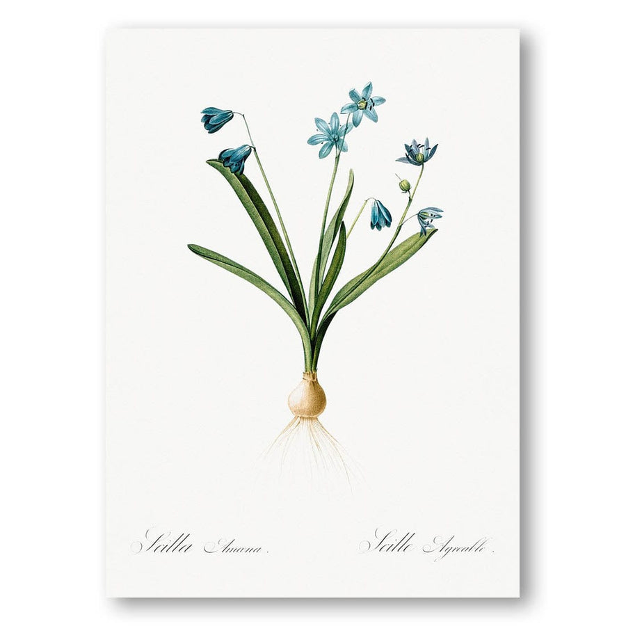 Scilla Amoena by Pierre-Joseph Redouté Art Print