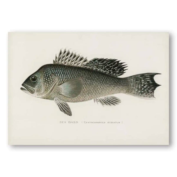 Sea Bass Vintage Fish Art Print