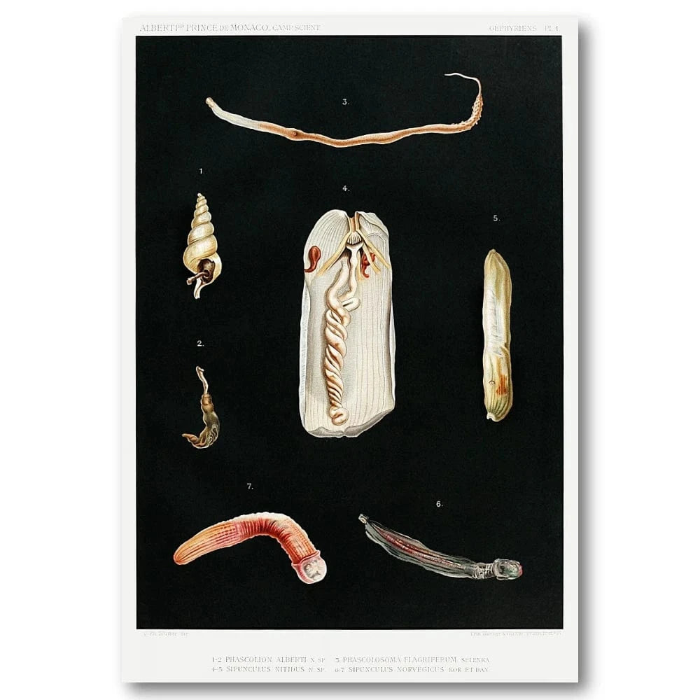 Sea Worm Study Illustration Art Print – Stone and Gray