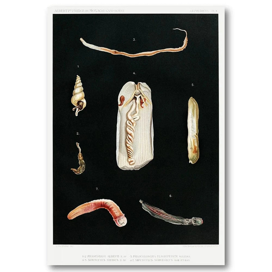 Sea Worm Study Illustration Art Print