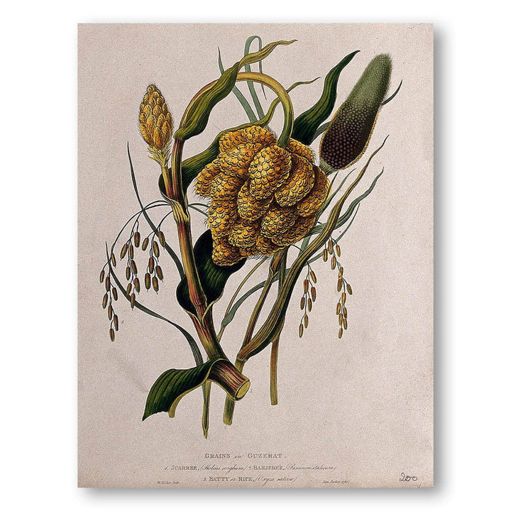 Seedheads by Hooker Art Print