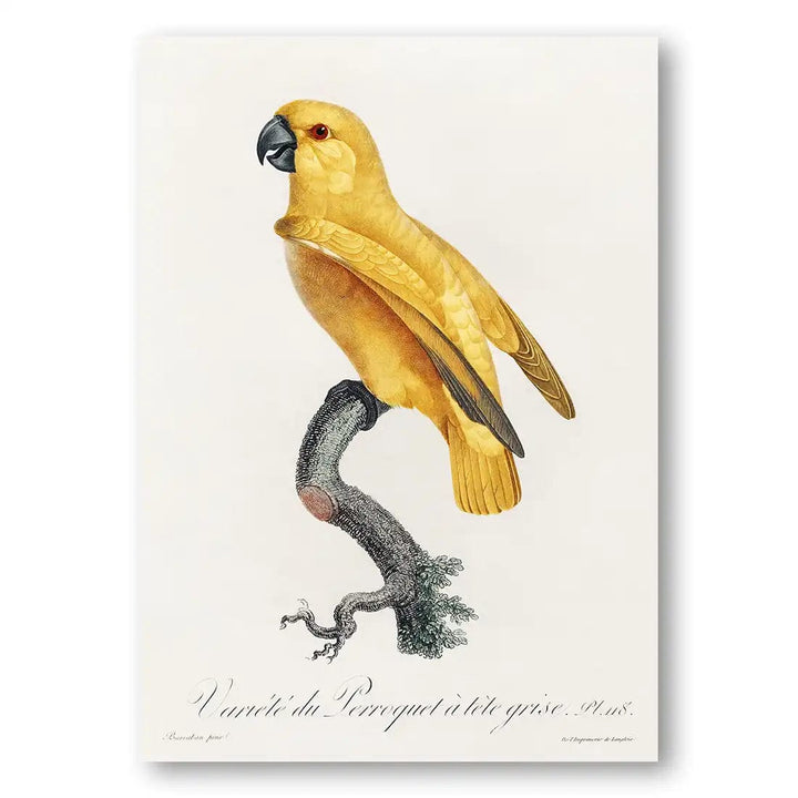 Senegal Parrot Art Print