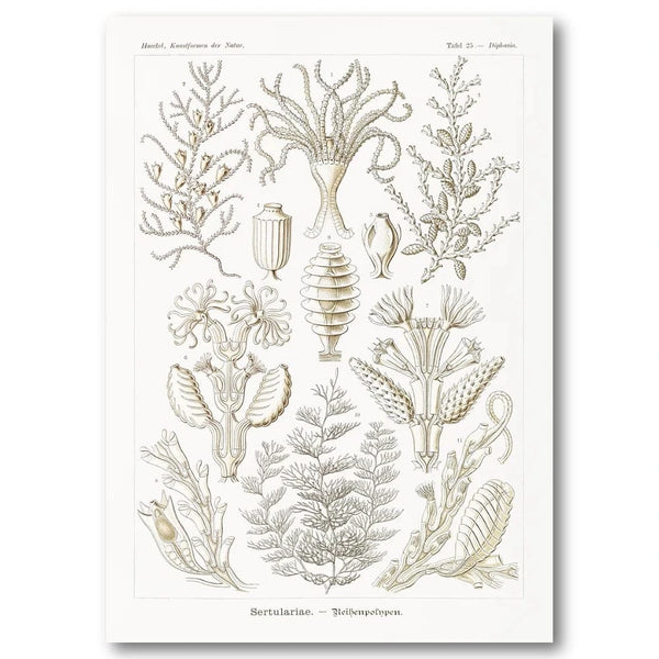 Sertulariae Coral Illustration Art Print