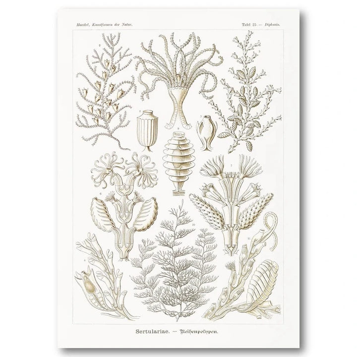 Sertulariae Coral Illustration Art Print